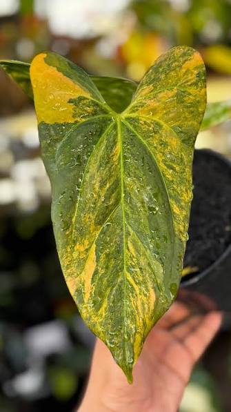 Anthurium portillae (Variegated) – Premium Collector’s Specimen