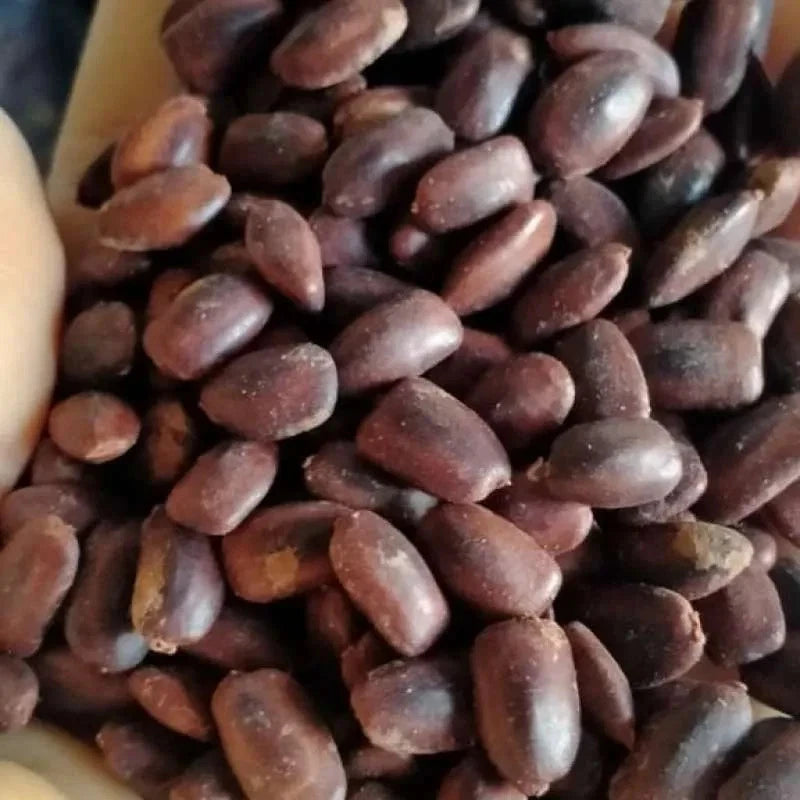 100+ Trembesi Rain Tree Seeds (Samanea saman) – Fast-Growing Shade & Timber Tree Certified Specimen Seeds for Planting