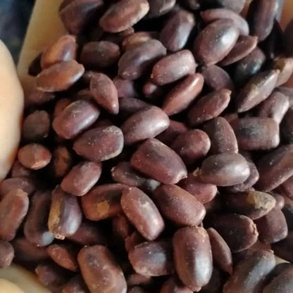 100+ Trembesi Rain Tree Seeds (Samanea saman) – Fast-Growing Shade & Timber Tree Certified Specimen Seeds for Planting