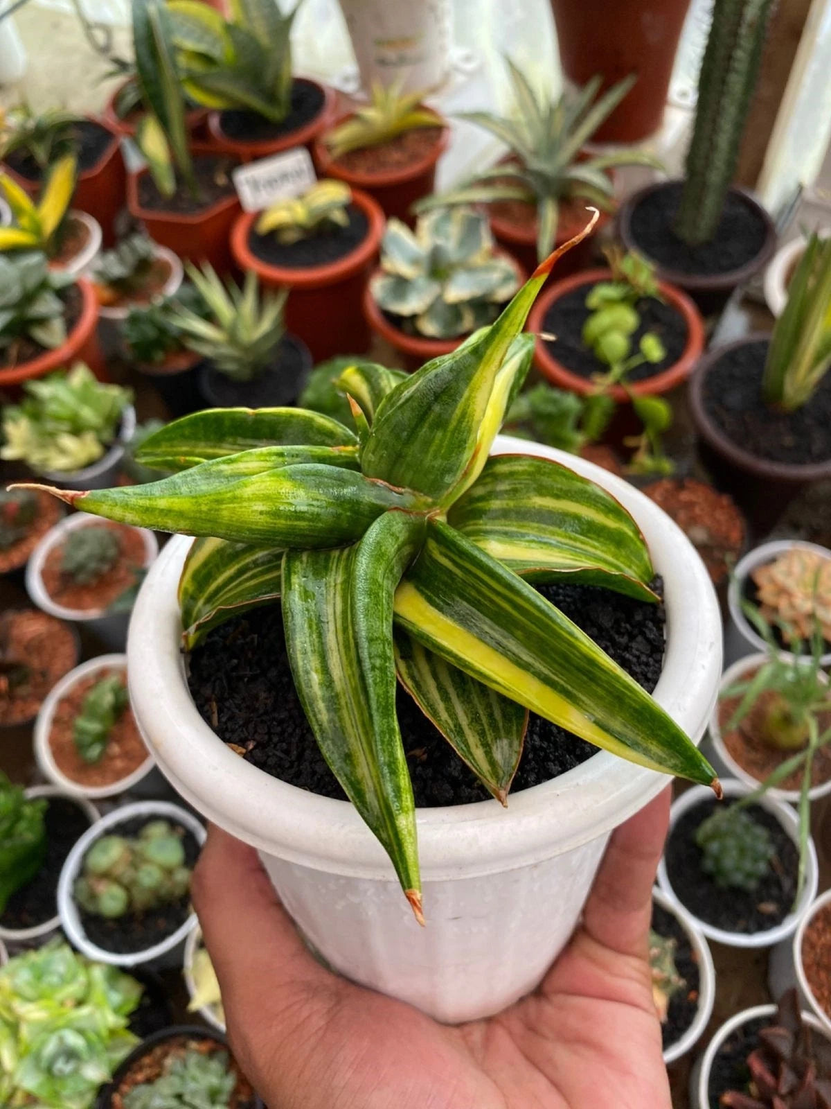 Sansevieria Paten - Unique Tropical Snake Plant