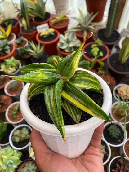 Sansevieria Paten - Unique Tropical Snake Plant