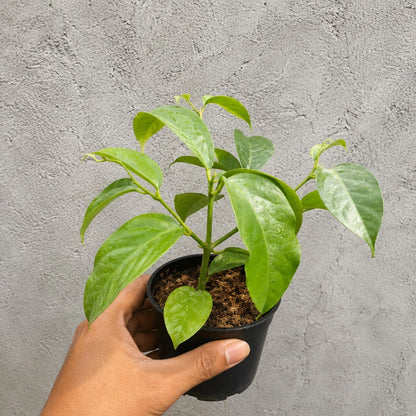 Rare Hoya Lasiantha Live Plant - Premium Exotic Tropical Fragrant Wax Plant