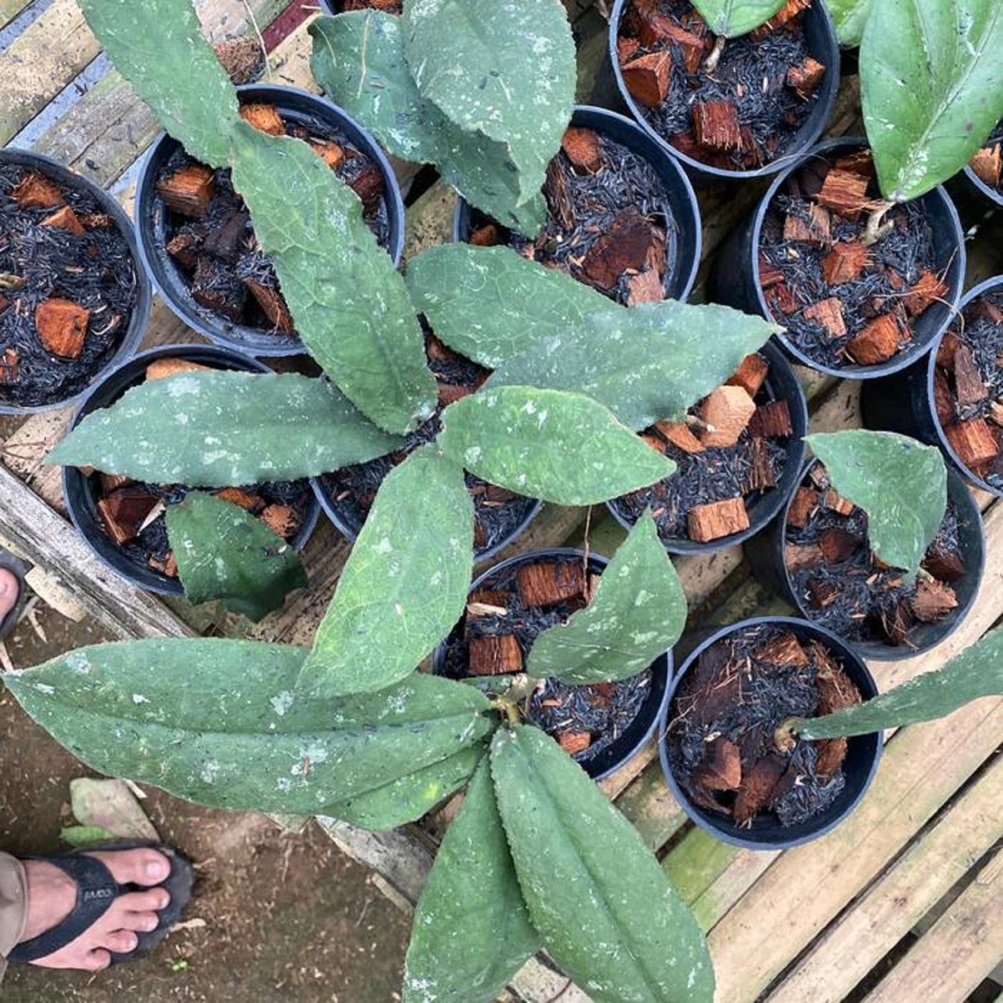 Hoya undulata – Iconic Wavy-Leaf Rare Tropical Wax Vine