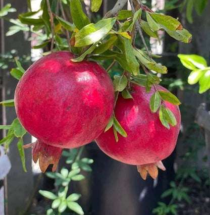 Ruby Pomegranate Seeds (Punica granatum 'Ruby') – 100+ Premium Fresh Rare Gem-Tone Crimson Ruby Pomegranate Seeds