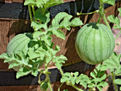 Mini Watermelon Seeds (Citrullus lanatus) – Premium 50+ Compact Sweet Personal-Sized Exotic Fruit Seeds for Planting (50+ Pcs)