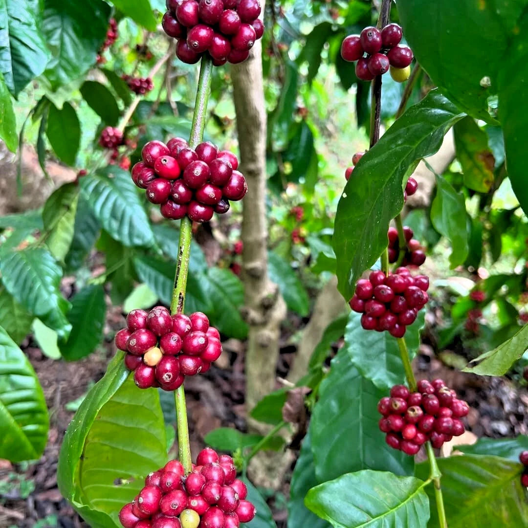 2,000+ Ijen Coffee Seeds (Coffea arabica var. 'Ijen') – Premium Volcanic Highland Specialty Arabica Bean Tree Seeds for Planting