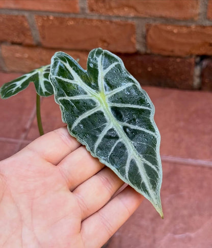 Alocasia 'Parasol' - Rare Tropical Aroid for Container Gardening