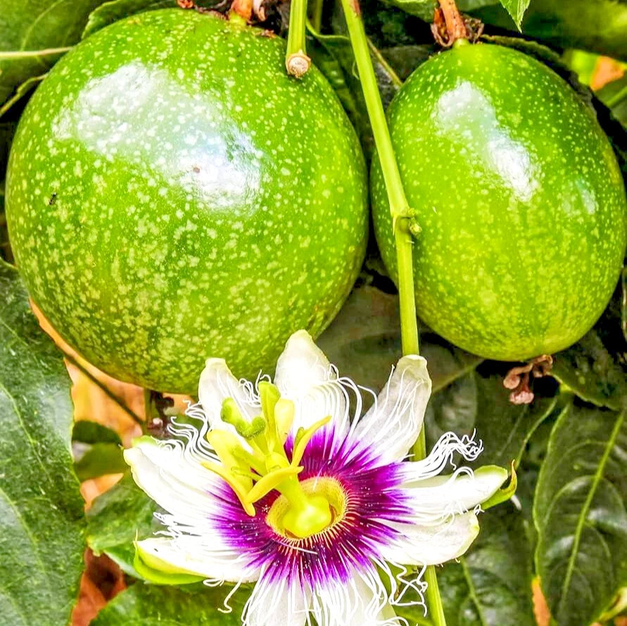 150+ Green Passion Fruit Seeds (Passiflora edulis var. flavicarpa Green Selection) – Premium Exotic Tropical Vine & Juicy Fruit Seeds for Planting