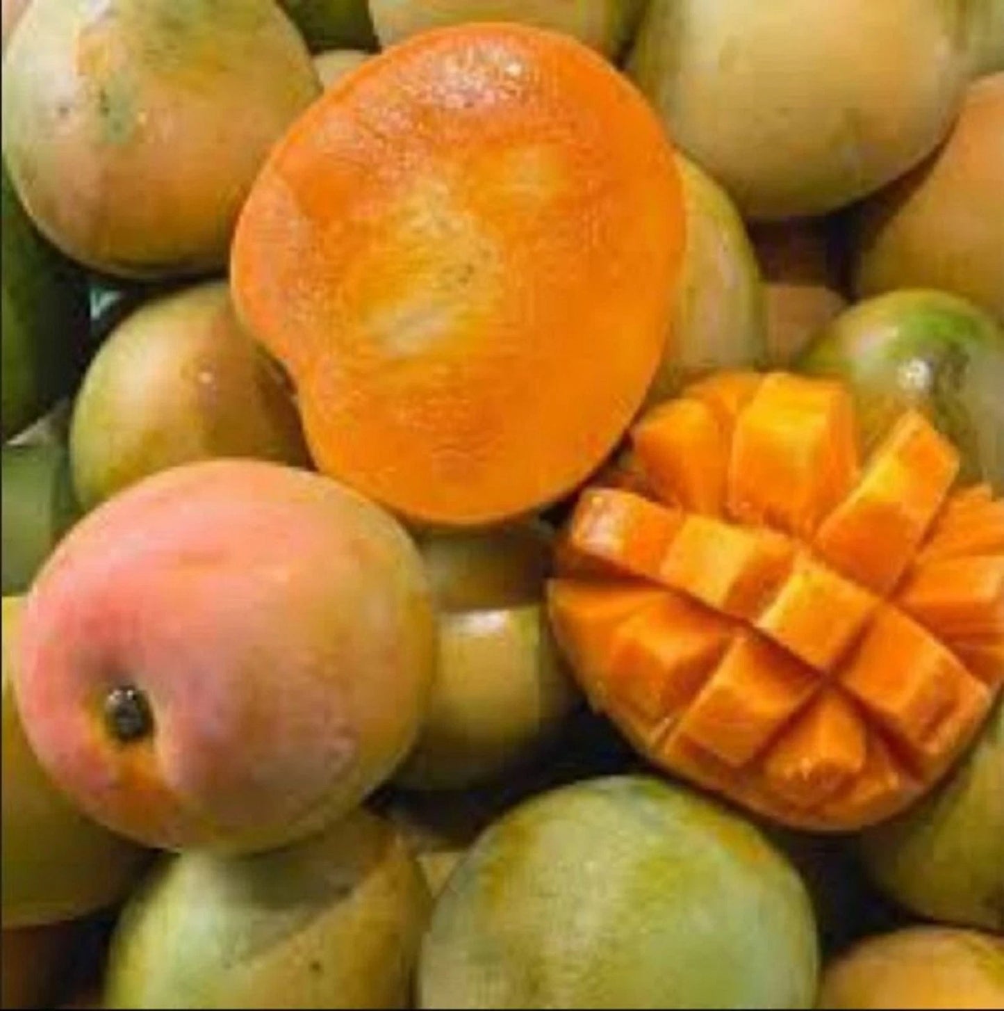 Premium 'Gedong Gincu' Mango Grafted Seedling – Elite Indonesian Tropical Orchard Stock (Phytosanitary Certified)