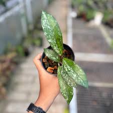 Hoya Clemensiorum ‘Dragon Scale’ | Rare Tropical Wax Plant | Grail Collector Hoya | Exotic Houseplant