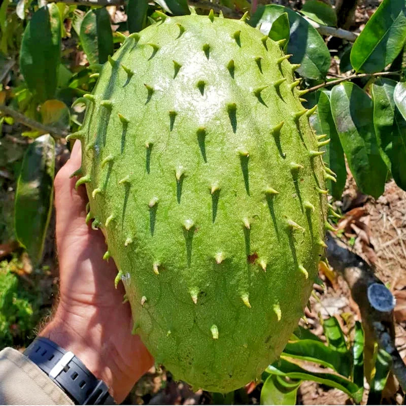Organic Giant Soursop Seeds 100+ pcs (Annona muricata) – Premium Certified Rare Exotic Tropical Graviola Fruit Tree Plant Seeds for Planting