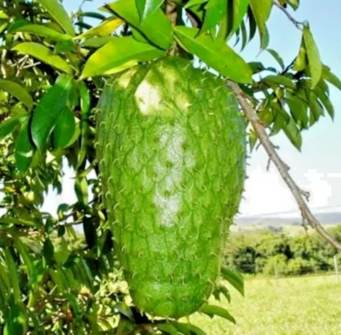 100++ Fresh Queen Soursop Seeds (Annona muricata var. Queen Soursop) – Premium Graviola Fruit Plant Seeds for Planting