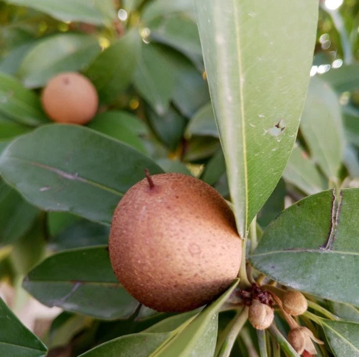 Guthi Sapodilla (Manilkara zapota) – 35+ Premium Chikoo Seeds