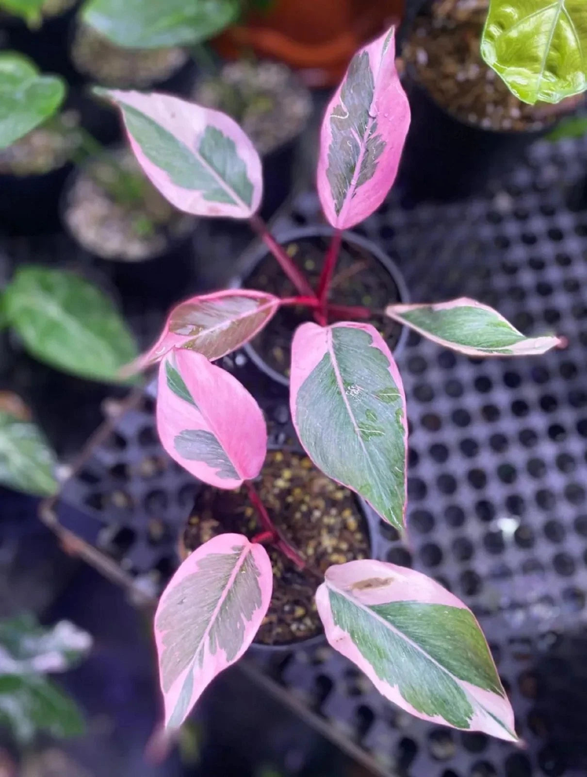 Philodendron 'Pink Rose' - Rare Variegated Tropical Collector Specimen
