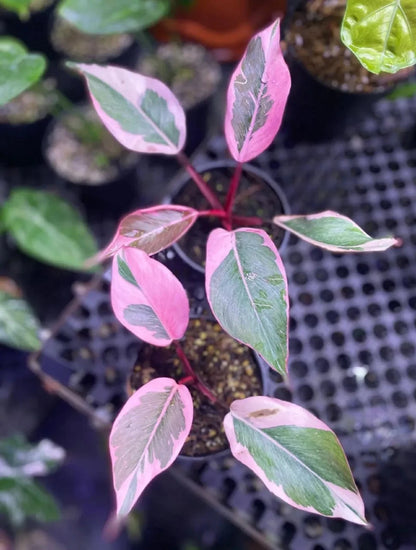 Philodendron 'Pink Rose' - Rare Variegated Tropical Collector Specimen