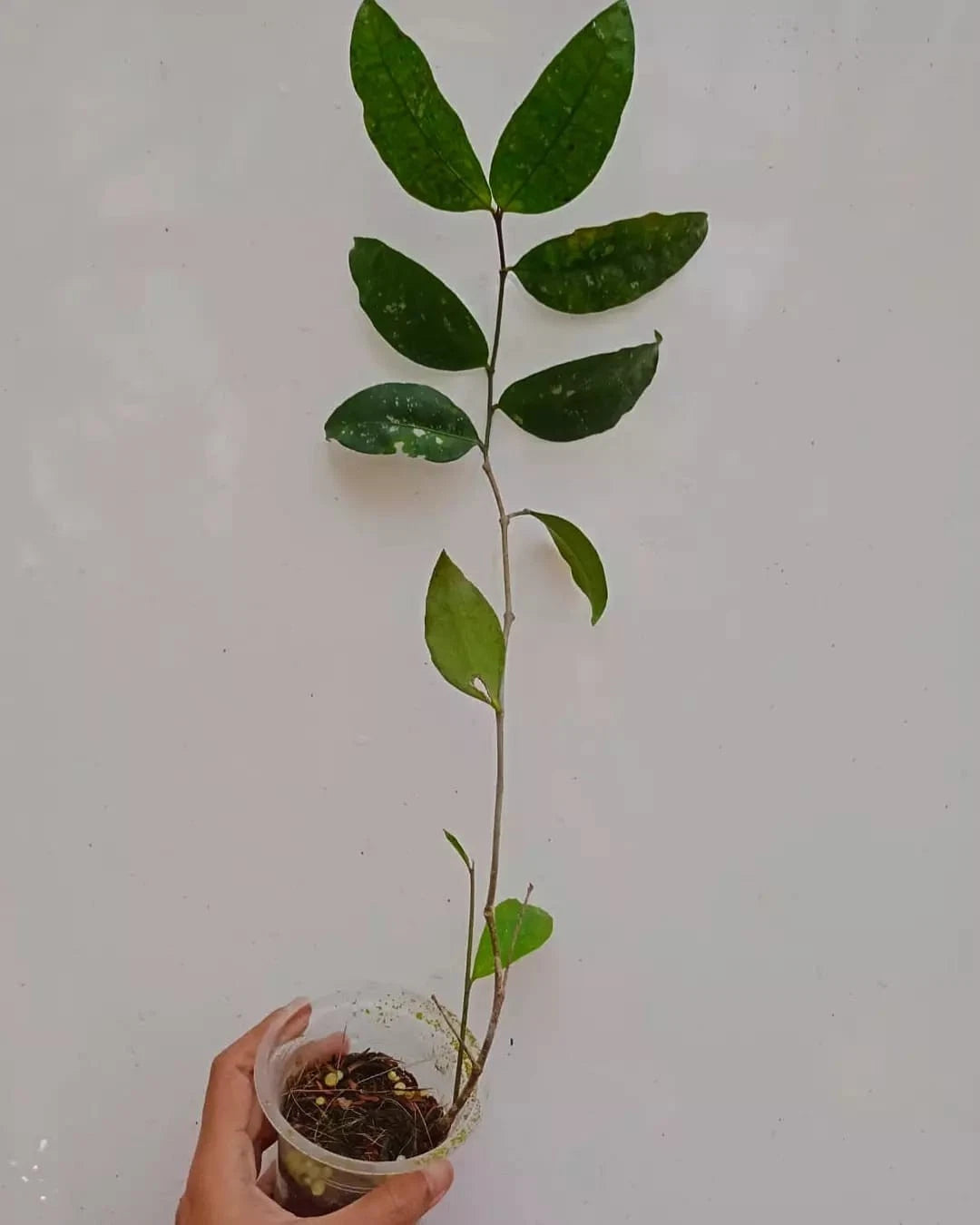 Hoya Amicabilis Yellow Bell Seeds (Rare Tropical Wax Plant Seeds) – Premium Exotic Botanical Specimen Plant Seeds for Planting
