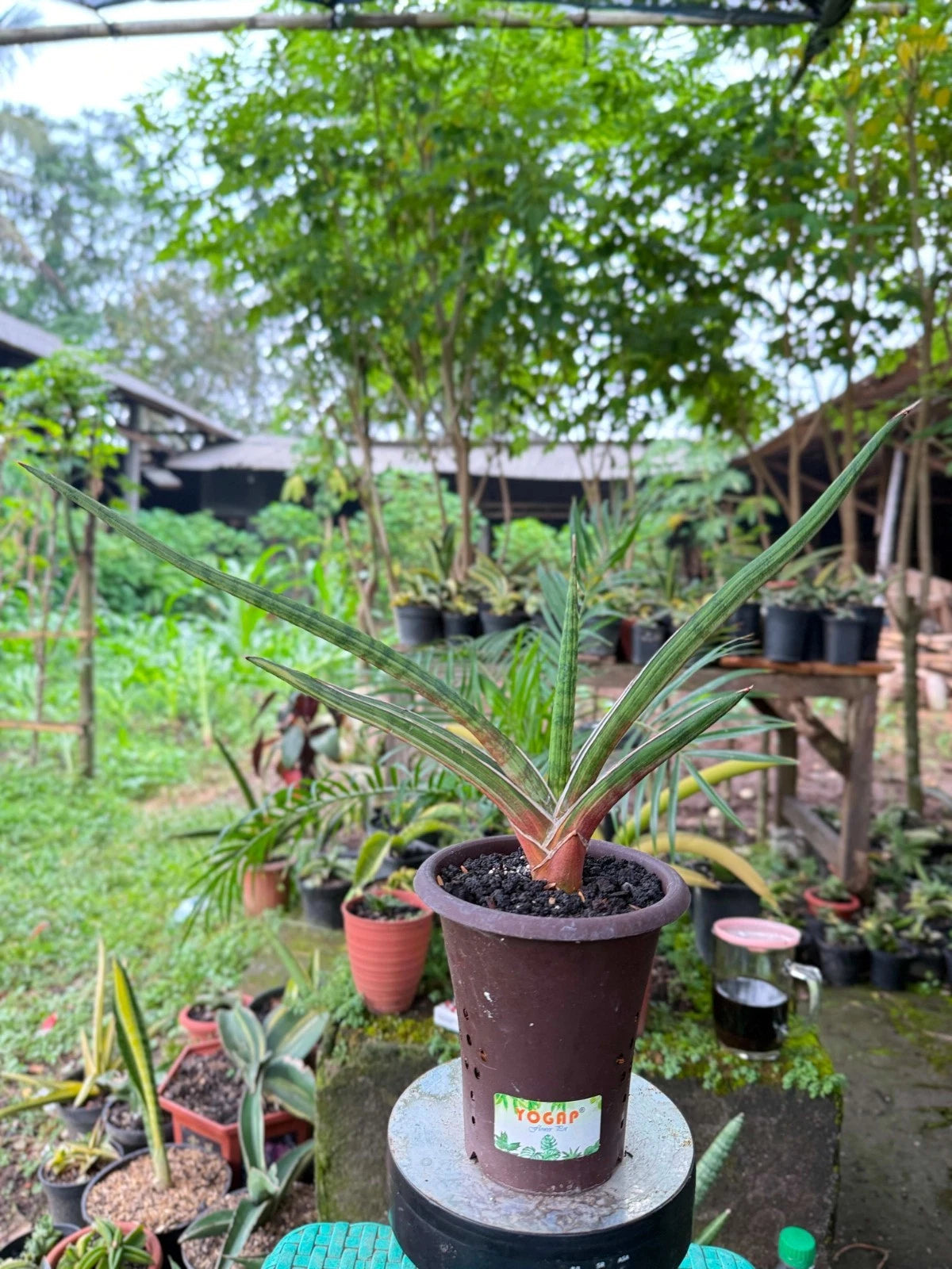 Extremely Rare Sansevieria Rodesiana Pink - Premium Exotic Tropical Succulent Snake Plant