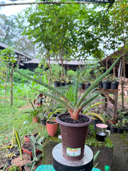 Extremely Rare Sansevieria Rodesiana Pink - Premium Exotic Tropical Succulent Snake Plant