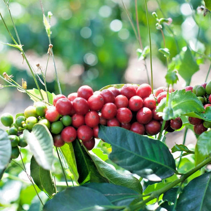 Premium Red Caturra Coffee Seeds (Coffea arabica 'Caturra') – 120+ Fresh High-Viability Dwarf Heirloom Coffee Seeds
