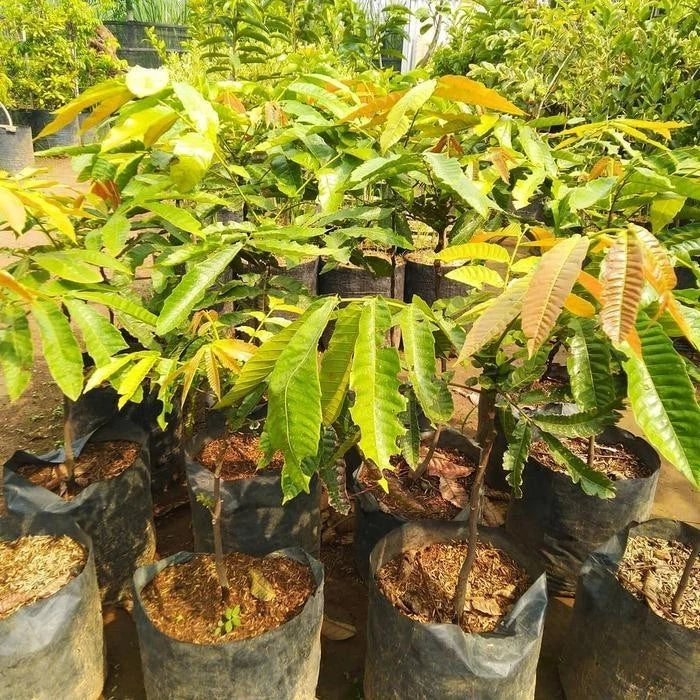 Live Grafted Matoa Tree Seedling (Pometia pinnata) – Premium Rare Exotic Tropical Fruit Plant Specimen for Containers & Pots
