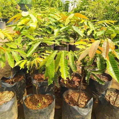 Live Grafted Matoa Tree Seedling (Pometia pinnata) – Premium Rare Exotic Tropical Fruit Plant Specimen for Containers & Pots