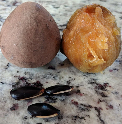 Morena Sapodilla Seeds (Manilkara zapota) – 35+ Premium Rare Large Sweet Chikoo Seeds
