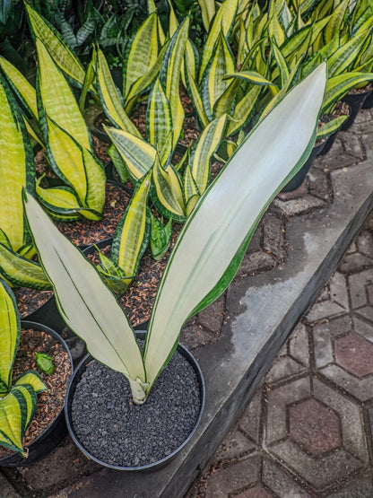 Sansevieria Trifasciata 'Beauty Queen' – Rare Tropical Variegated Designer Snake Plant Indoor Living Specimen