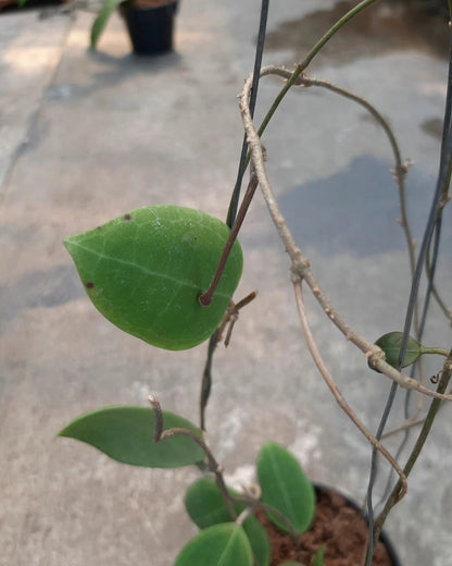Rare Hoya Tomataensis Sp Sulawesi - Premium Exotic Tropical Wax Plant Collector's Ivy