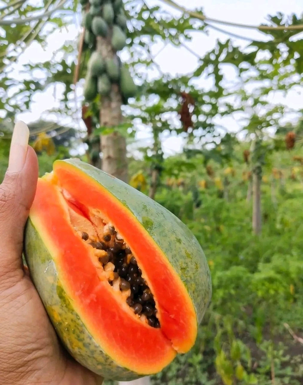 Hawaii Papaya (Carica papaya L.) – 150+ Fresh Premium Seeds