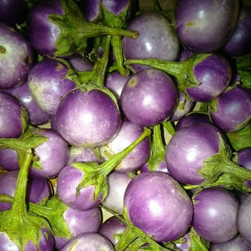 Purple Lalap Eggplant Seeds (Solanum melongena 'Purple Lalap') – 1,000+ Premium Fresh Heirloom Thai Round Purple Eggplant Seeds