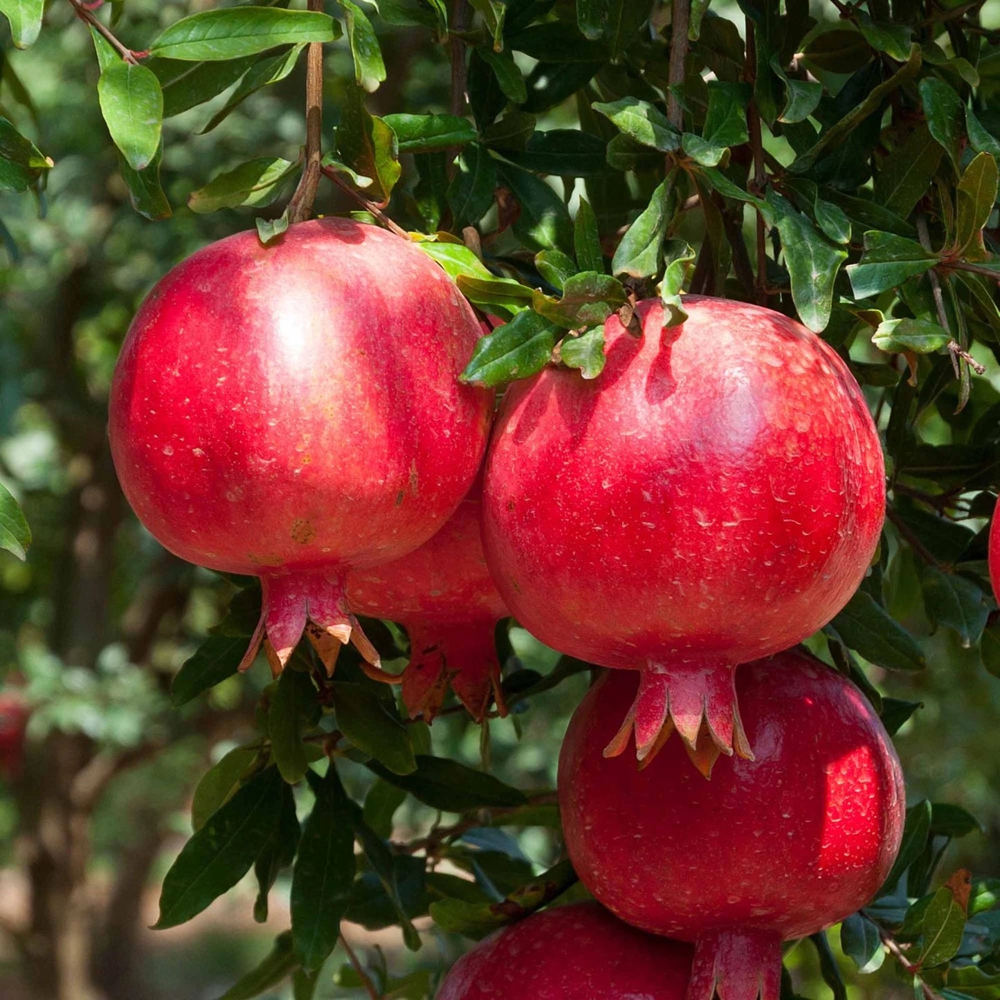 Premium Afghan Pomegranate Seeds (Punica granatum var. Afghan) – Exotic Deep Ruby-Red Fruit Seeds for Planting (100+ Pcs)