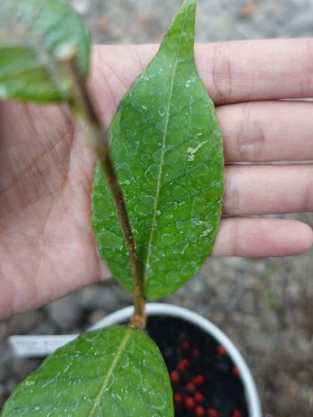 Hoya Dragon Egg Sp Aceh Rare Tropical Indoor Outdoor Wax Plant – Premium Rare Textured Foliage Wax Plant Climbing & Trailing Vine Specimen for Indoor & Outdoor Display