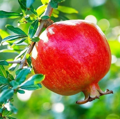 100+ Red Pomegranate Seeds (Punica granatum var. rubrum) – Premium Deep Ruby Sweet Fruit Tree & Orchard Seeds for Planting
