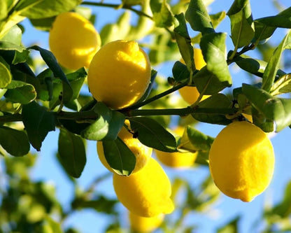 Eureka Lemon Seeds 100 pcs (Citrus limon) – Premium Certified Acidic Citrus Fruit Tree Plant Seeds for Planting