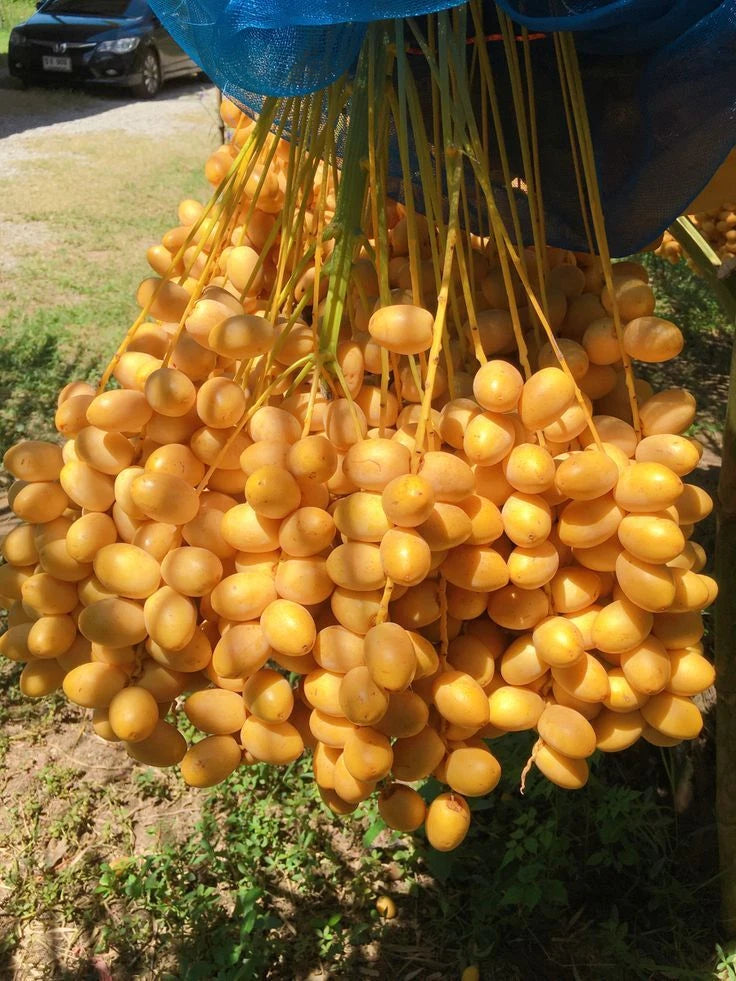 Anbara Date Palm Seeds (Phoenix dactylifera 'Anbara') – 35+ Premium Fresh Rare Luxury Amber Date Palm Seeds