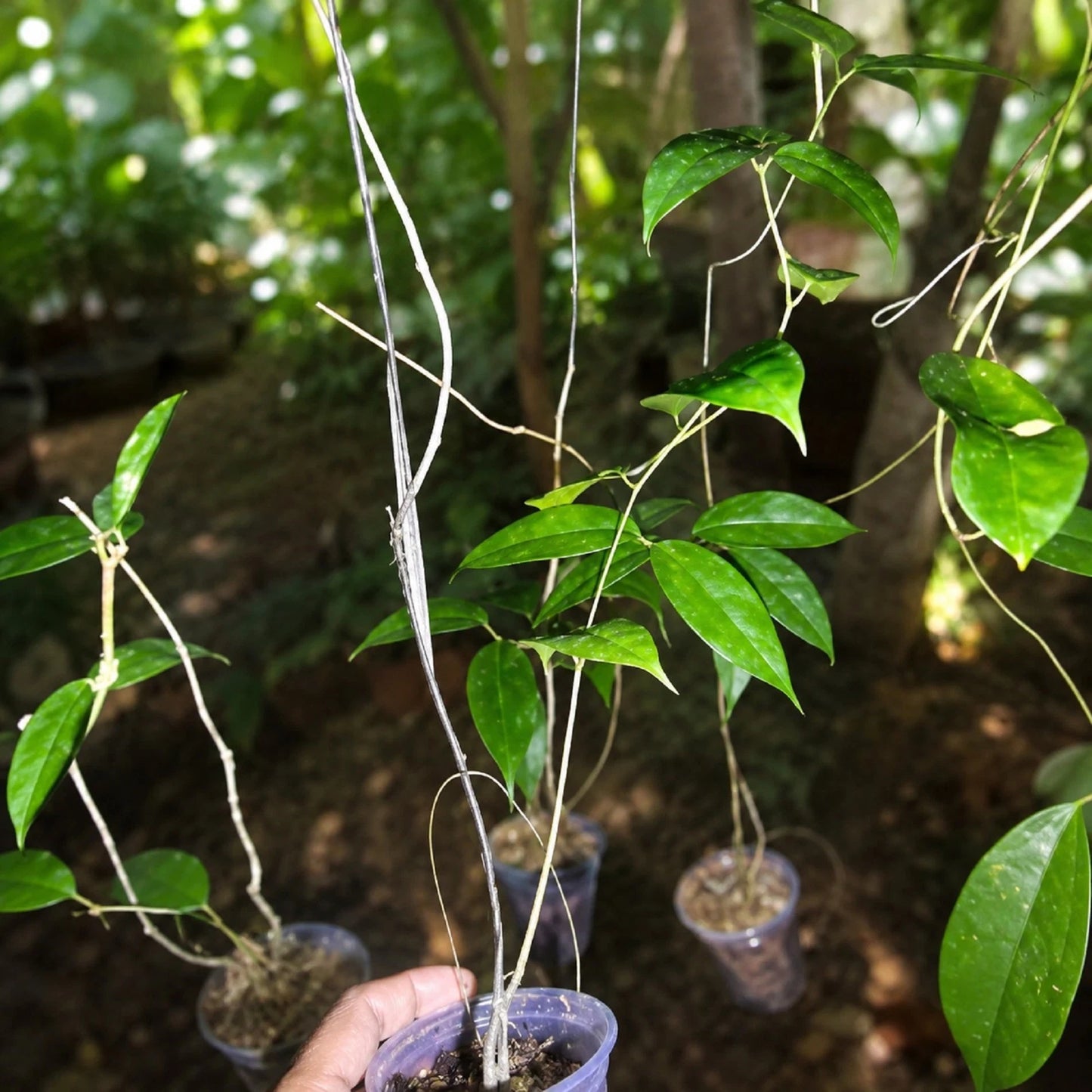 Rare Hoya Campanulata - Premium White Bell Flower Exotic Tropical Wax Plant