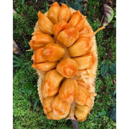 Grafted Cempedak Fruit Tree - Sweet Aromatic Tropical Variety
