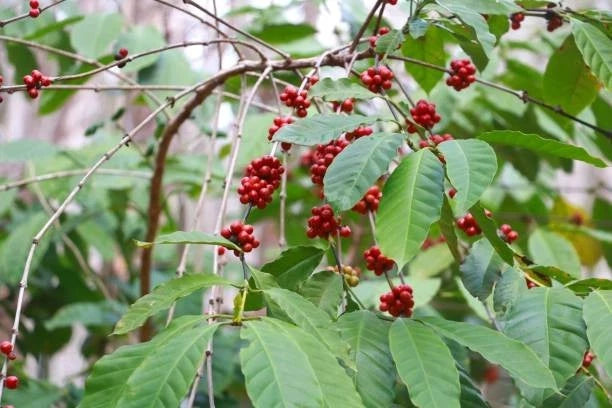 Vitoria Incaper 8142 Coffee Seeds (120+ Bulk Seeds, Coffea sp. Conilon) – High-Yield Brazilian Robusta Dwarf Gourmet Coffee Bean Plant Seeds for Planting