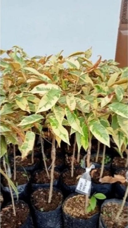 Grafted Variegated Kenitu (Chrysophyllum cainito) Seedling – Rare Tropical Star Apple Tree