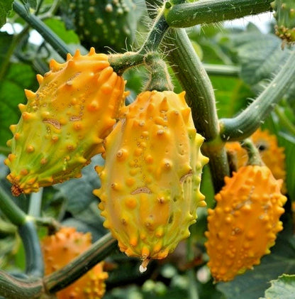 Kiwano Melon Seeds (Cucumis metuliferus) – 350+ Premium African Horned Cucumber Seeds