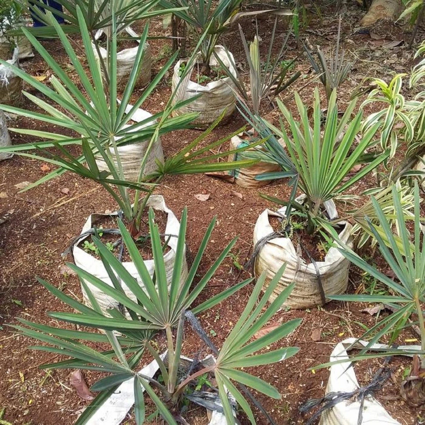 Bismarckia Silver Palm (Bismarckia nobilis) - Majestic Architectural Palm
