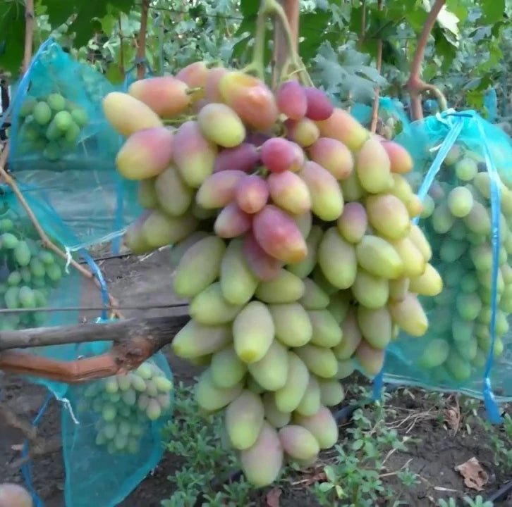 Dixon Grape Seeds (Vitis vinifera) – 100+ Premium Table Grape Seeds