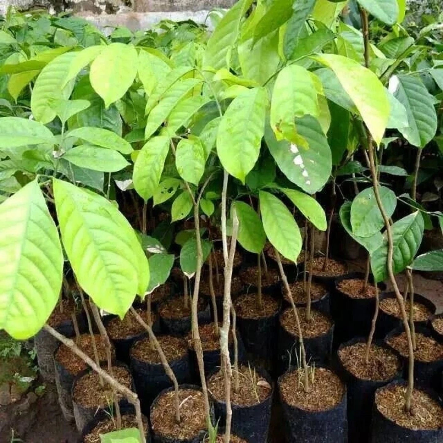 Duku Matesih (Lansium domesticum) - Premium Grafted Exotic Fruit Tree
