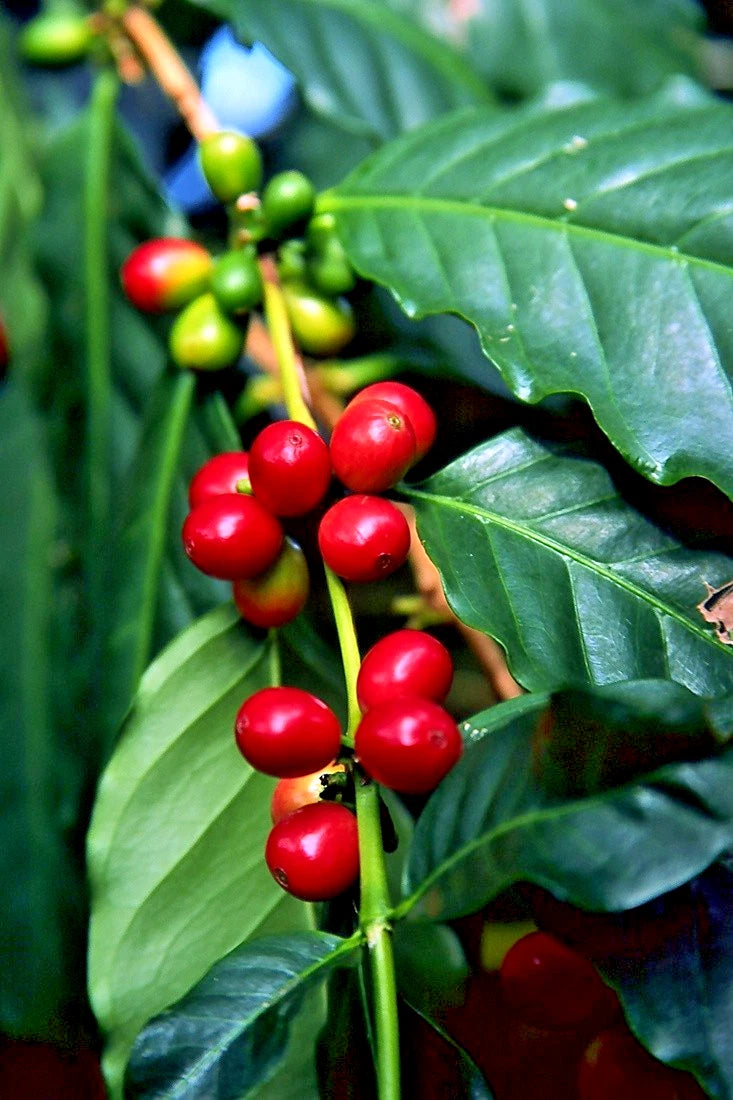 120+ Tim Tim Coffee Seeds (Coffea sp.) – High Yield Premium Variety Certified Crop Seeds for Planting