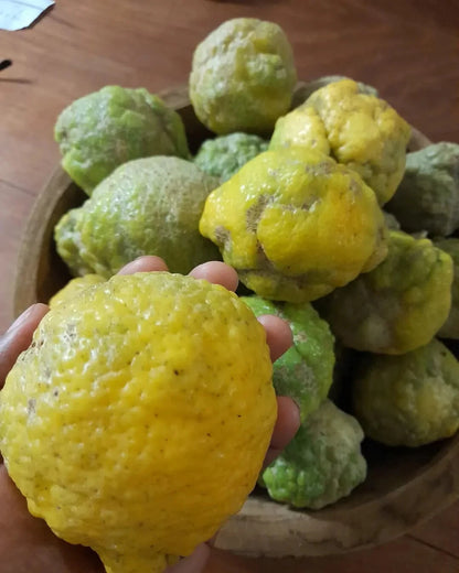 Rough Lemon Seeds (Citrus jambhiri / 1000+ Premium Indian Lemon Rootstock & Citrus Fruit Seeds) – Premium Botanical Specimen Plant Seeds for Planting