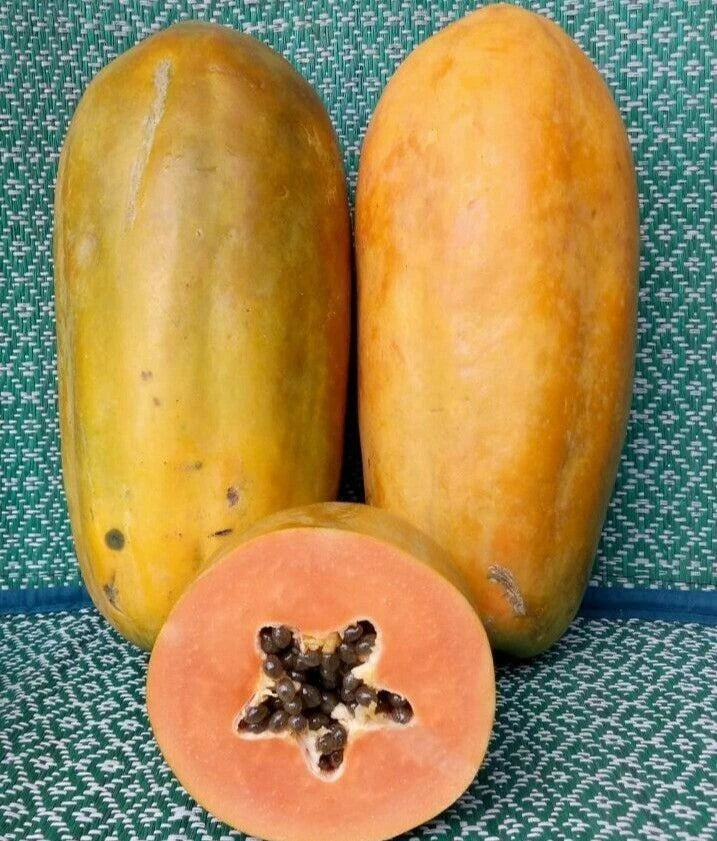 Red Paris Papaya Seeds (Carica papaya 'Red Paris') – 150+ Premium Fresh Sweet Honey-Toned Red Paris Papaya Seeds