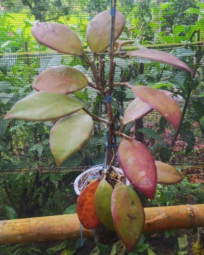 Hoya Minahasae Red Leaves (Wax Plant) – Rare Epiphytic Tropical Vine with Stunning New Red Foliage for Indoor & Outdoor Display
