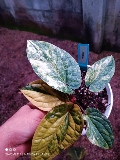 Anthurium radicans Variegata – Elite Architectural Aroid
