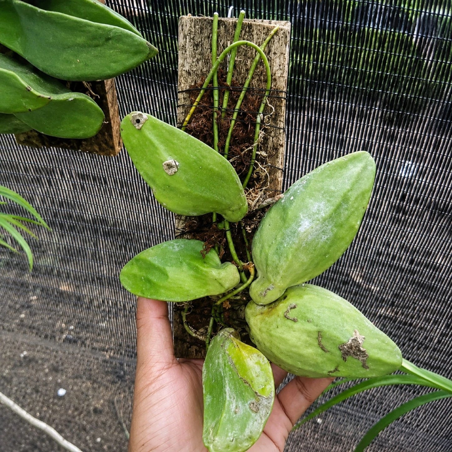 Rare Hoya Major (Dischidia) Live Plant - Premium Exotic Tropical Ant Plant Collector SpecimenRare Hoya Major (Dischidia) Live Plant - Premium Exotic Tropical Ant Plant Collector Specimen