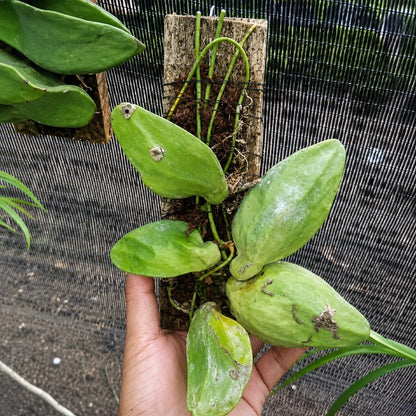 Rare Hoya Major (Dischidia) Live Plant - Premium Exotic Tropical Ant Plant Collector SpecimenRare Hoya Major (Dischidia) Live Plant - Premium Exotic Tropical Ant Plant Collector Specimen